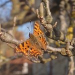 Der erste C-Falter im Frühling 