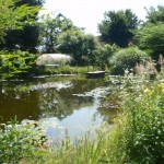 Schwimmteich2