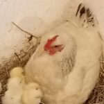 Eigene Kücken im Frühling - vor allem unser Sohn ist ein "Hühnerflüsterer"