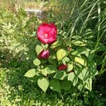 Eine Sumpfhyazinthe